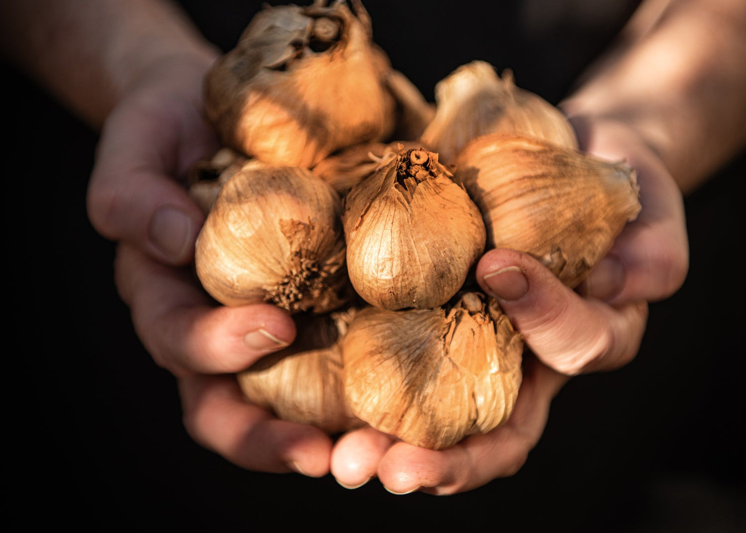 Western Australia’s True Original Black Garlic.